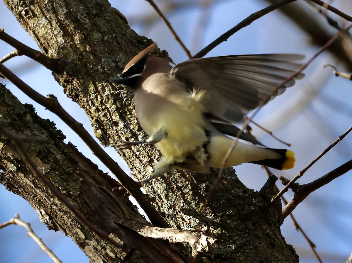 Cedar Waxwing - ML645960805
