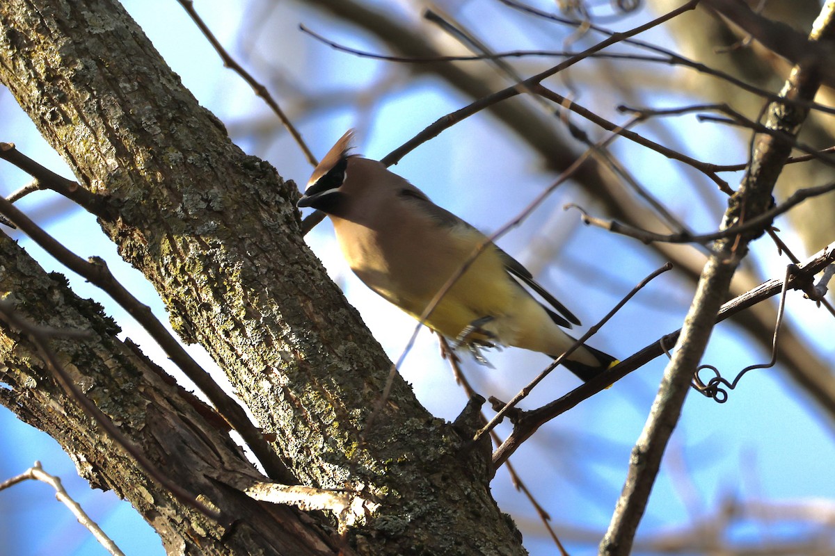Cedar Waxwing - ML645960806