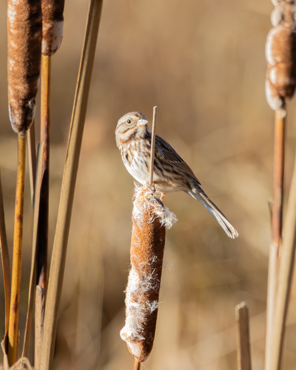 strnadec zpěvný - ML645960808