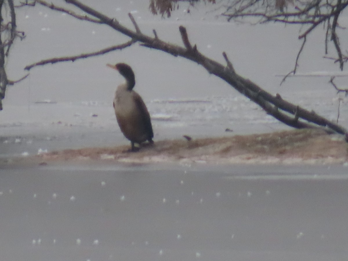 totoppskarv - ML645960809