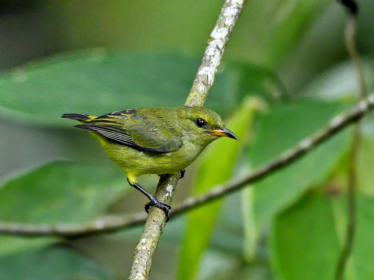 Orange-bellied Flowerpecker - ML645960819