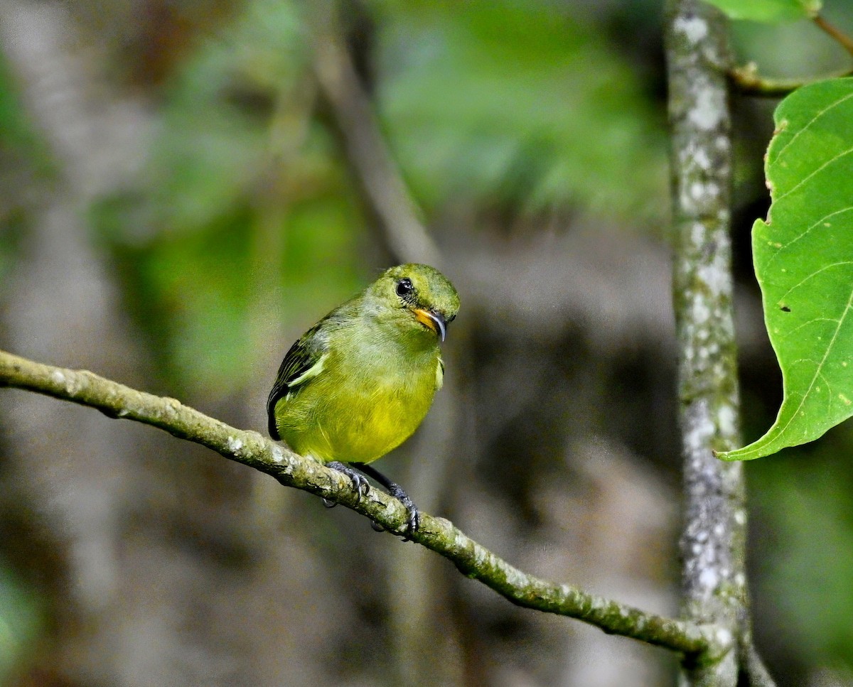 Orange-bellied Flowerpecker - ML645960820