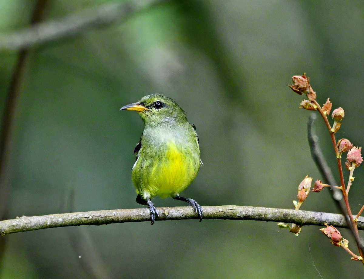 Orange-bellied Flowerpecker - ML645960821