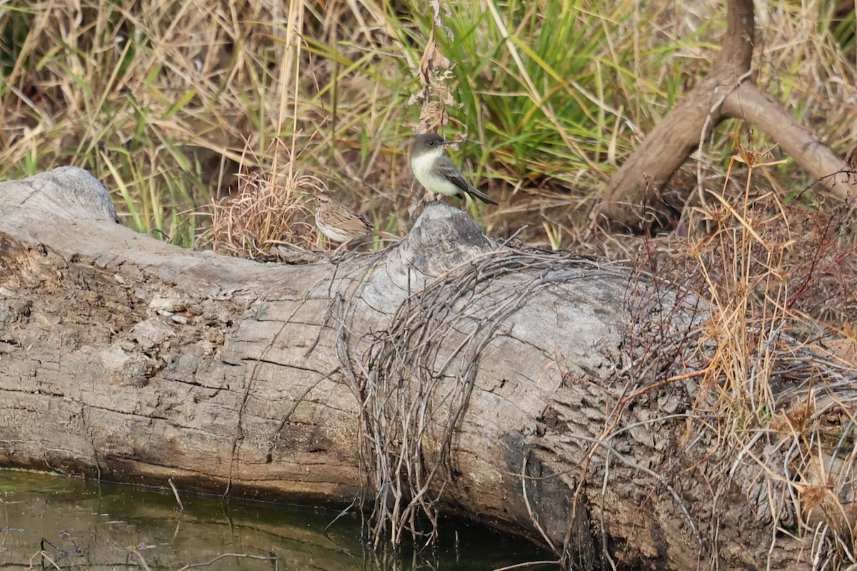 Eastern Phoebe - ML645960822