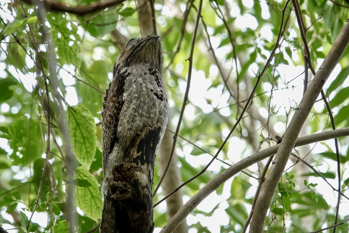 Northern Potoo - ML645960832