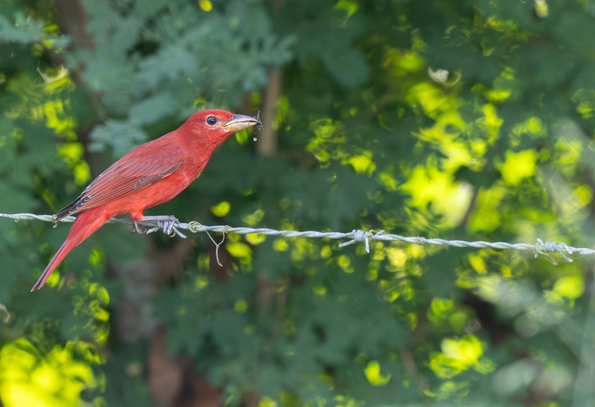 Summer Tanager - ML645960841