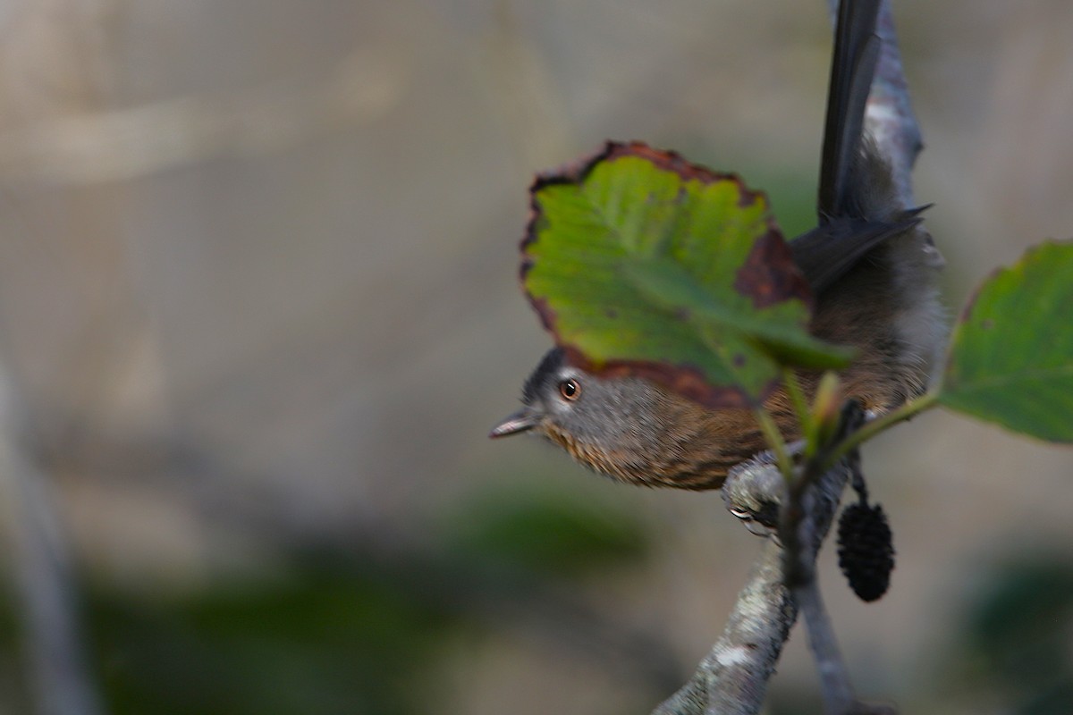 Wrentit - ML645960842