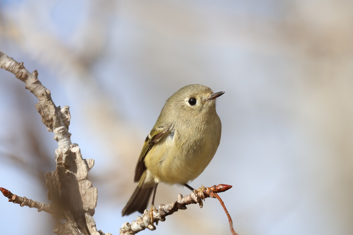 Ruby-crowned Kinglet - ML645960843