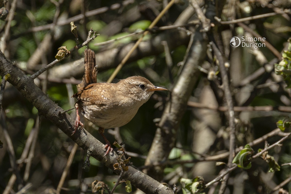 Eurasian Wren - ML645960844