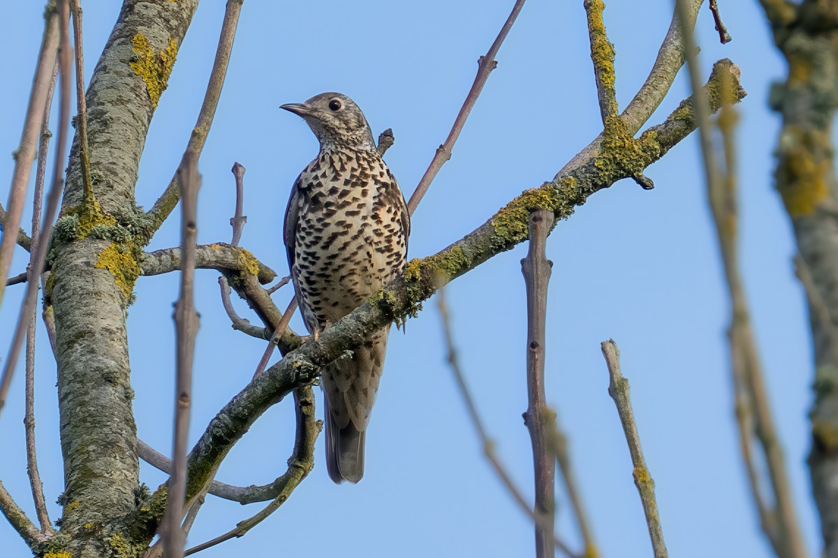 Grive draine - ML645960862