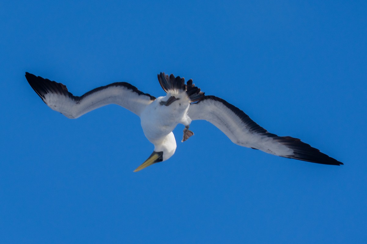 Masked Booby - ML645960872