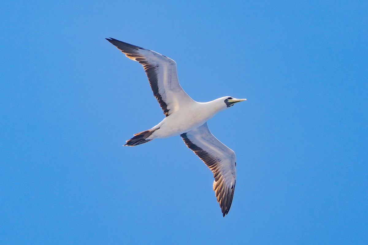 Masked Booby - ML645960873