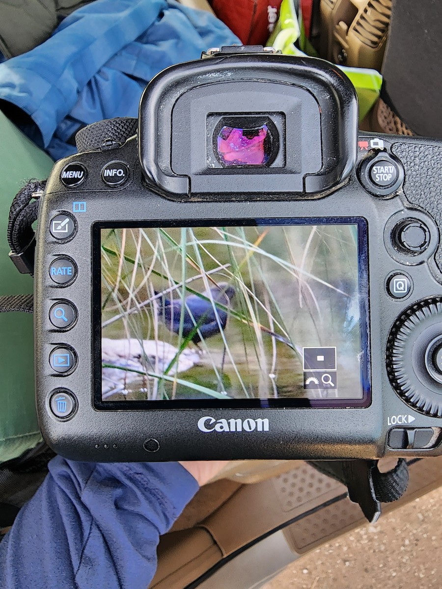 American Dipper - ML645960875