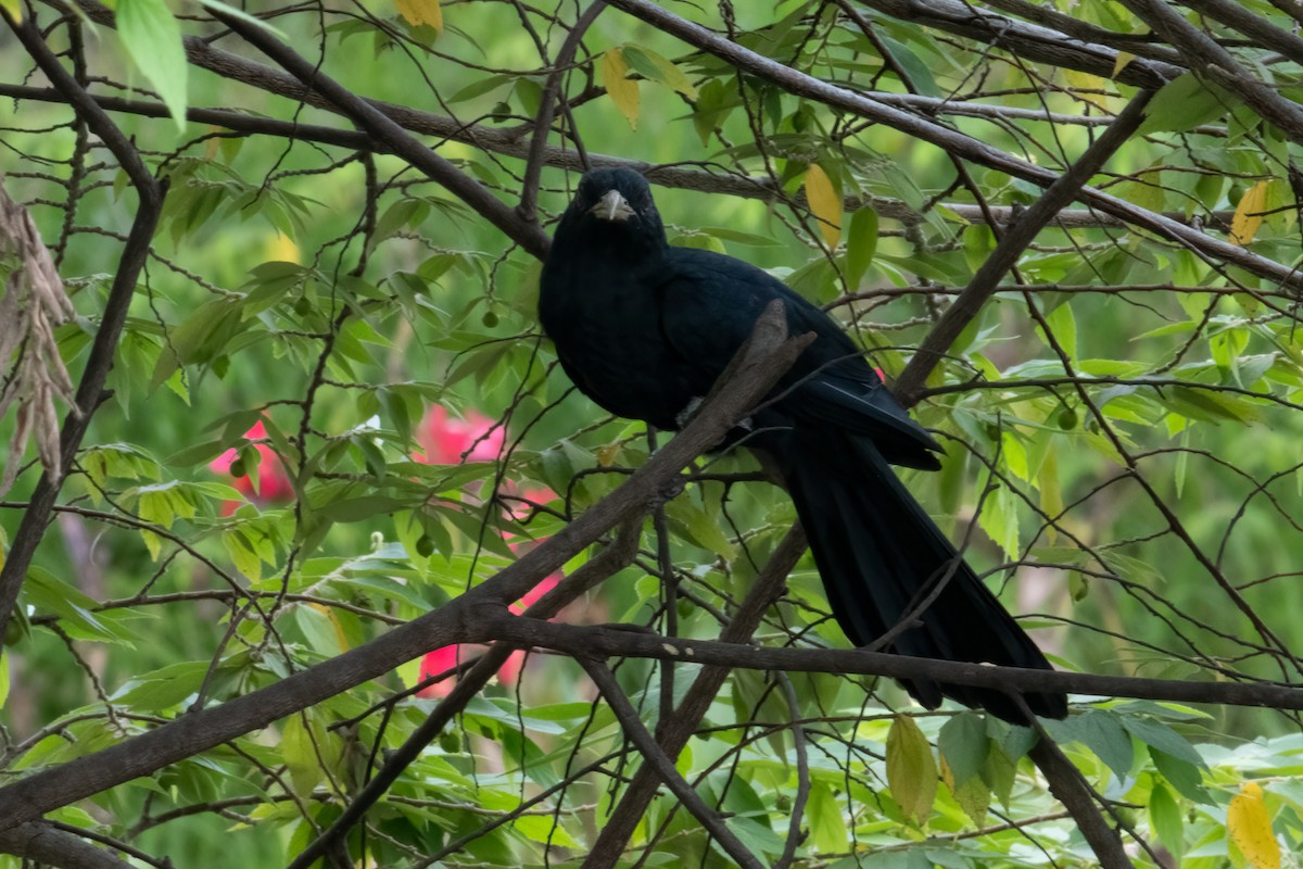 kukačka koel - ML645960877