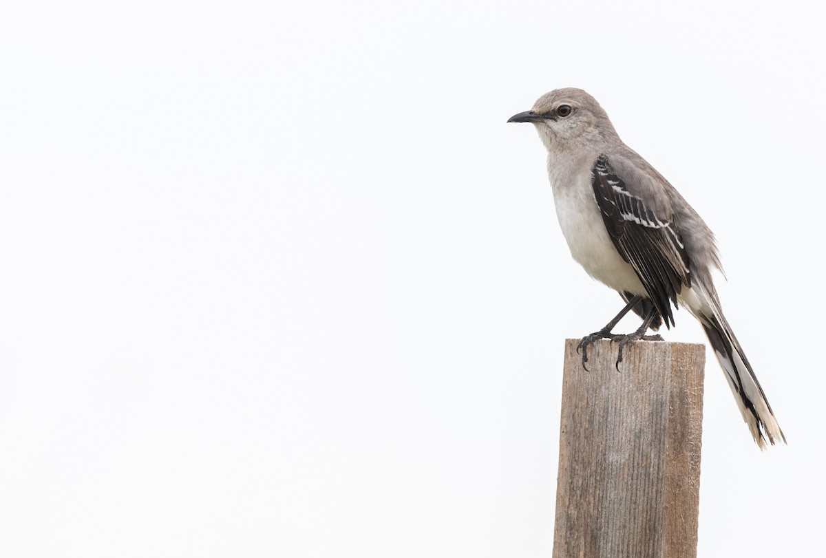 Tropikal Taklitçi (gracilis/leucophaeus) - ML645960888