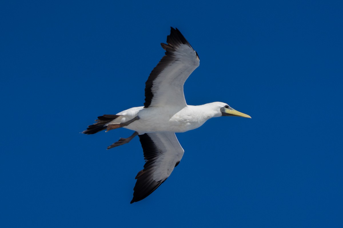 Masked Booby - ML645960889