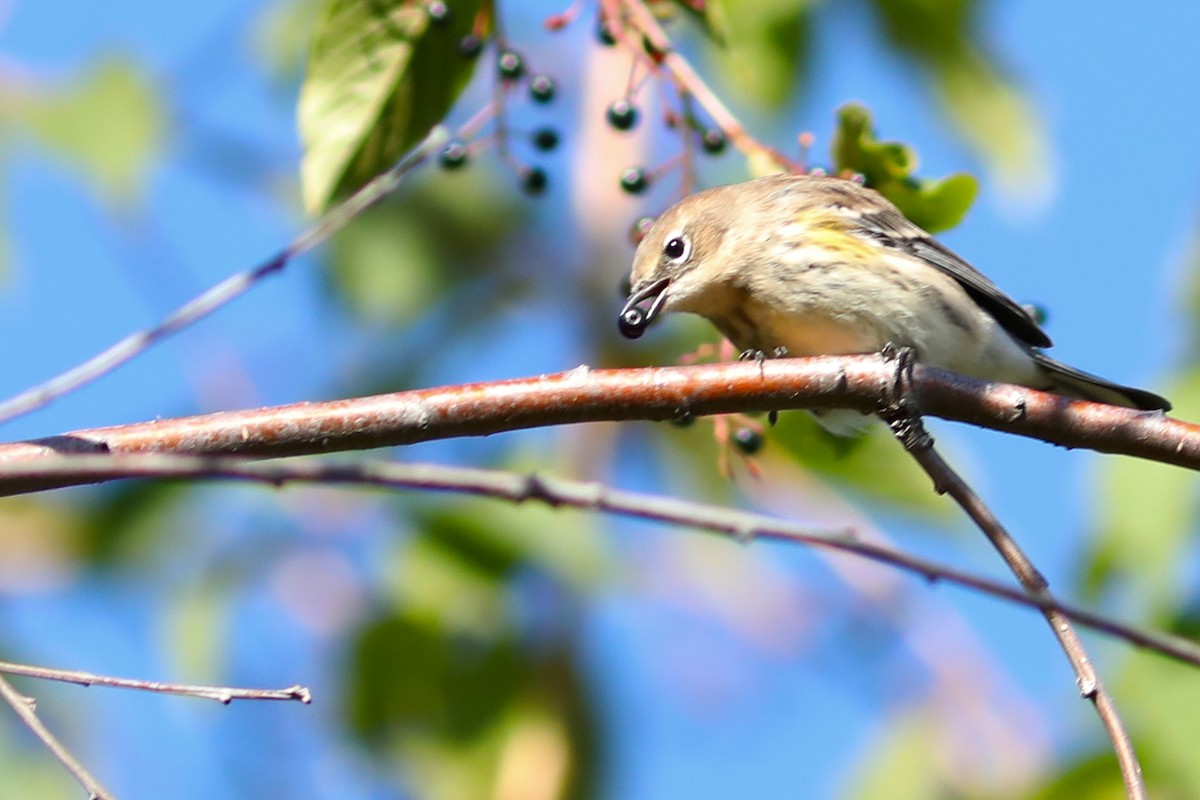 キヅタアメリカムシクイ - ML645960893