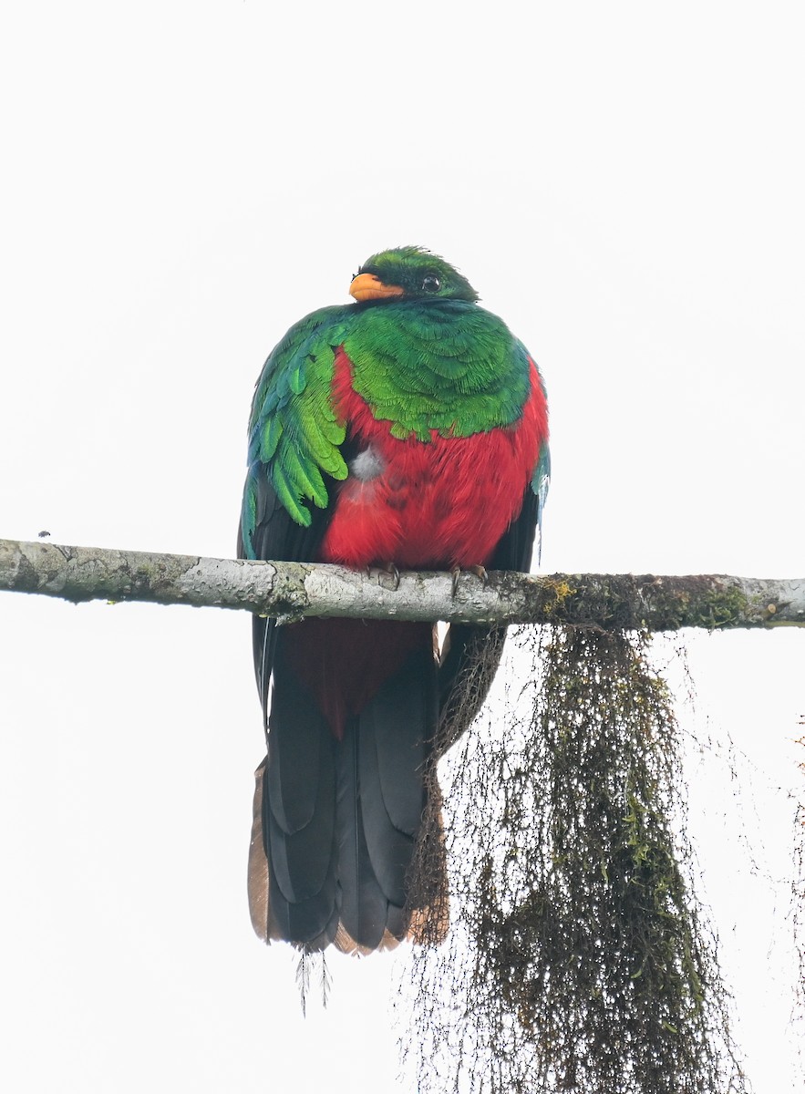 Quetzal doré - ML645960899