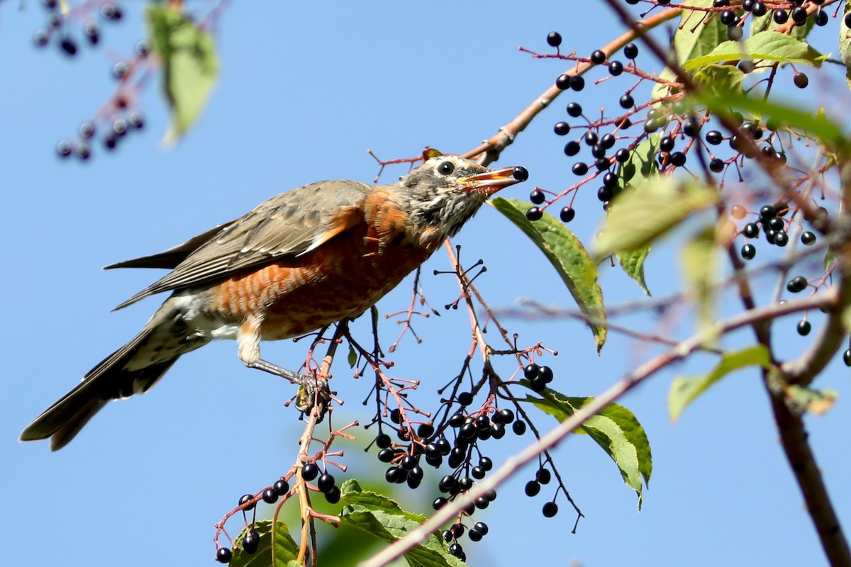 コマツグミ - ML645960900