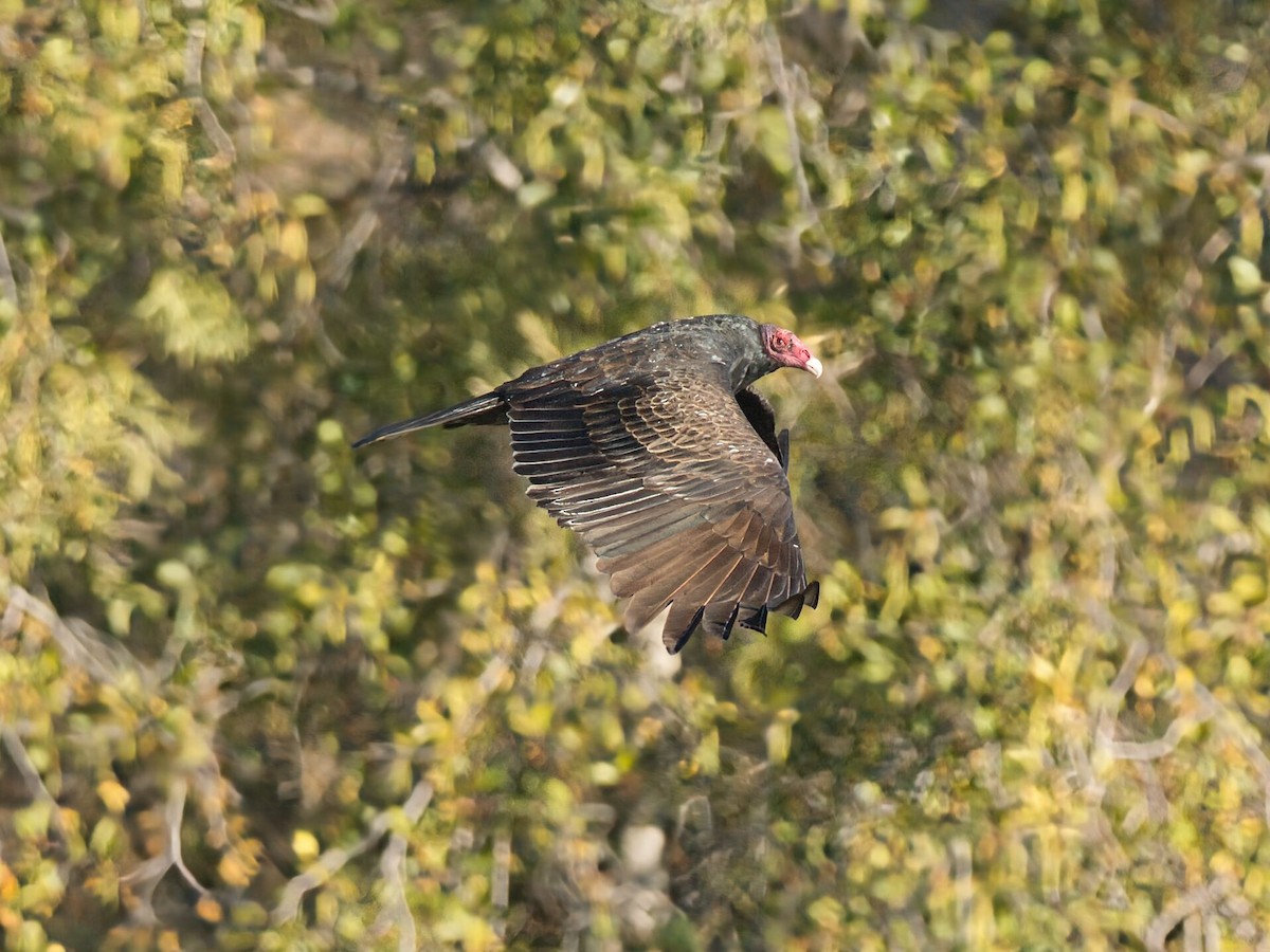 Aura Gallipavo - ML645960901