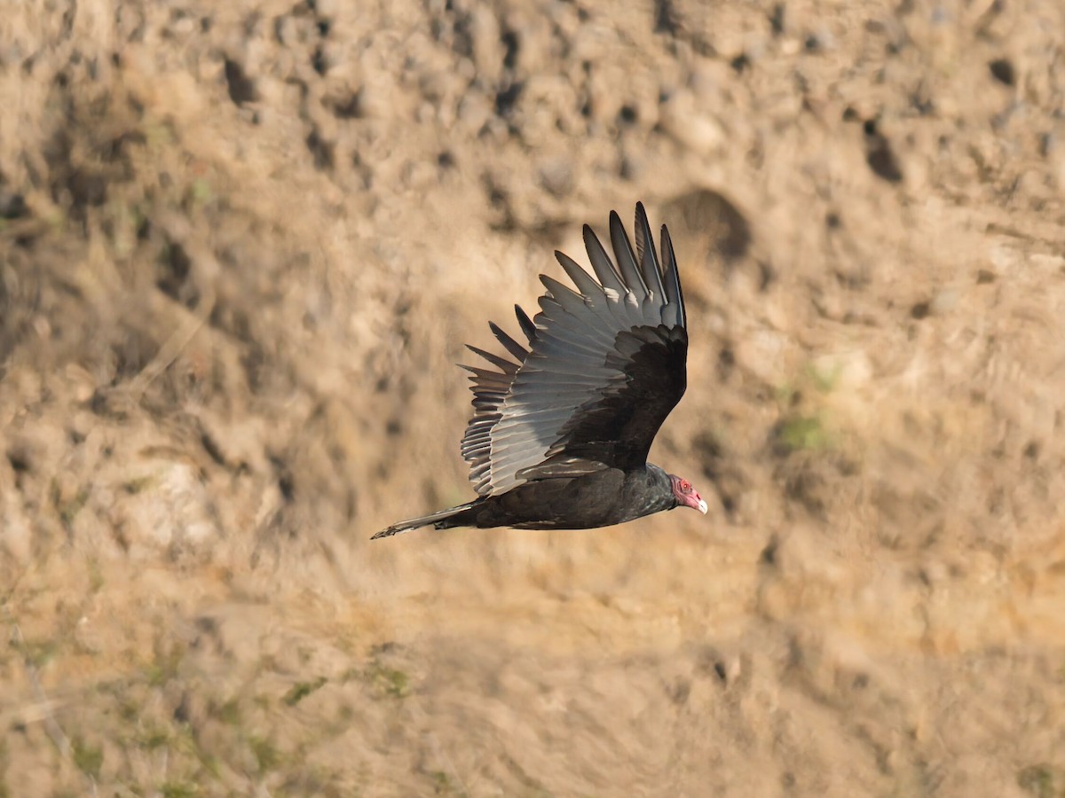 Aura Gallipavo - ML645960902