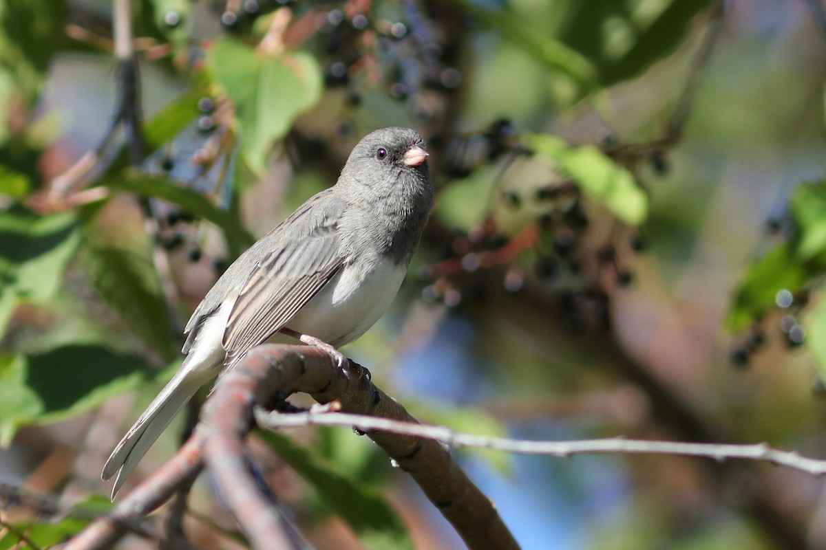 ユキヒメドリ - ML645960907