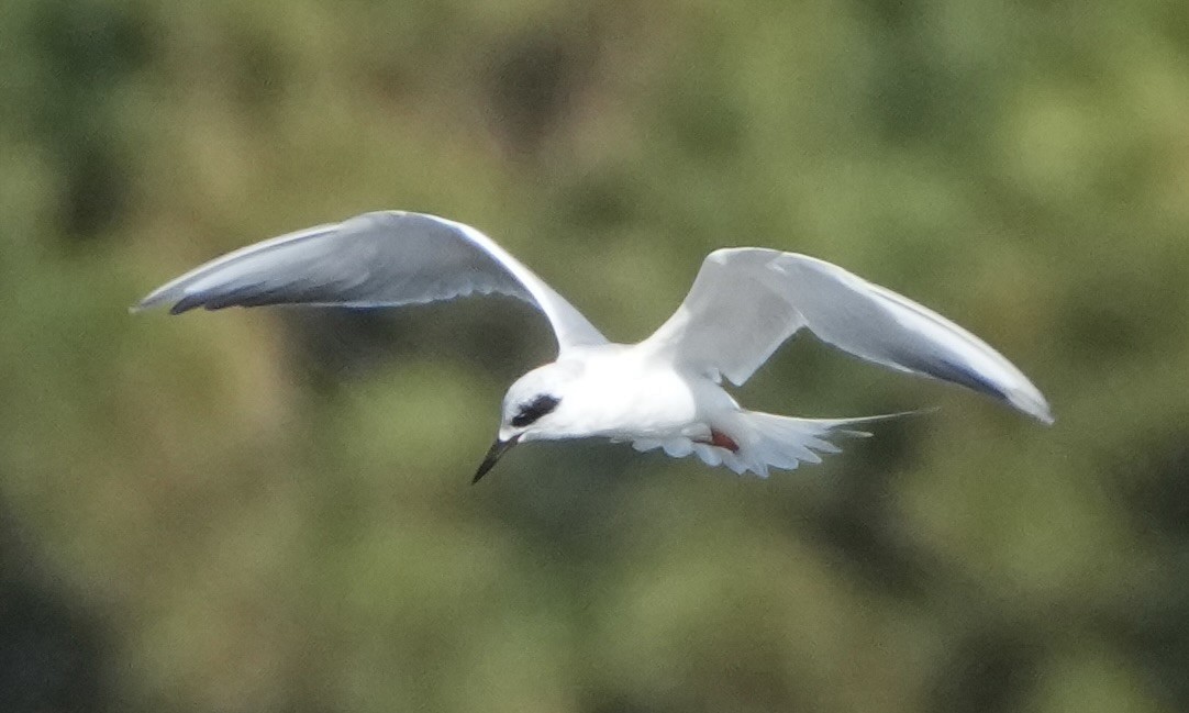 Крячок неоарктичний - ML645960909