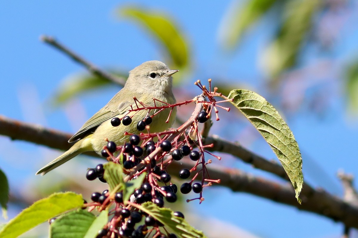 サメズアカアメリカムシクイ - ML645960919