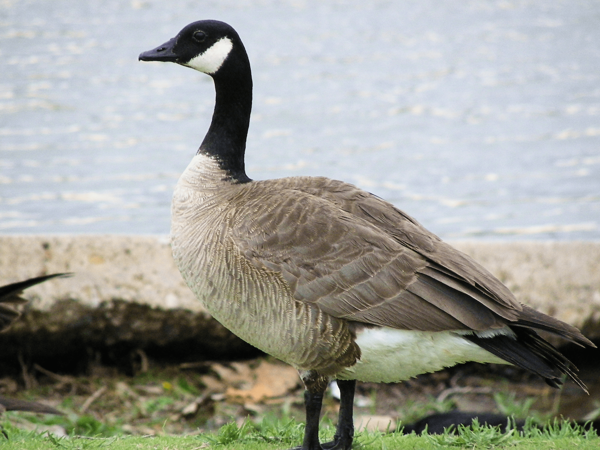 Oca canadese minore - ML645960922