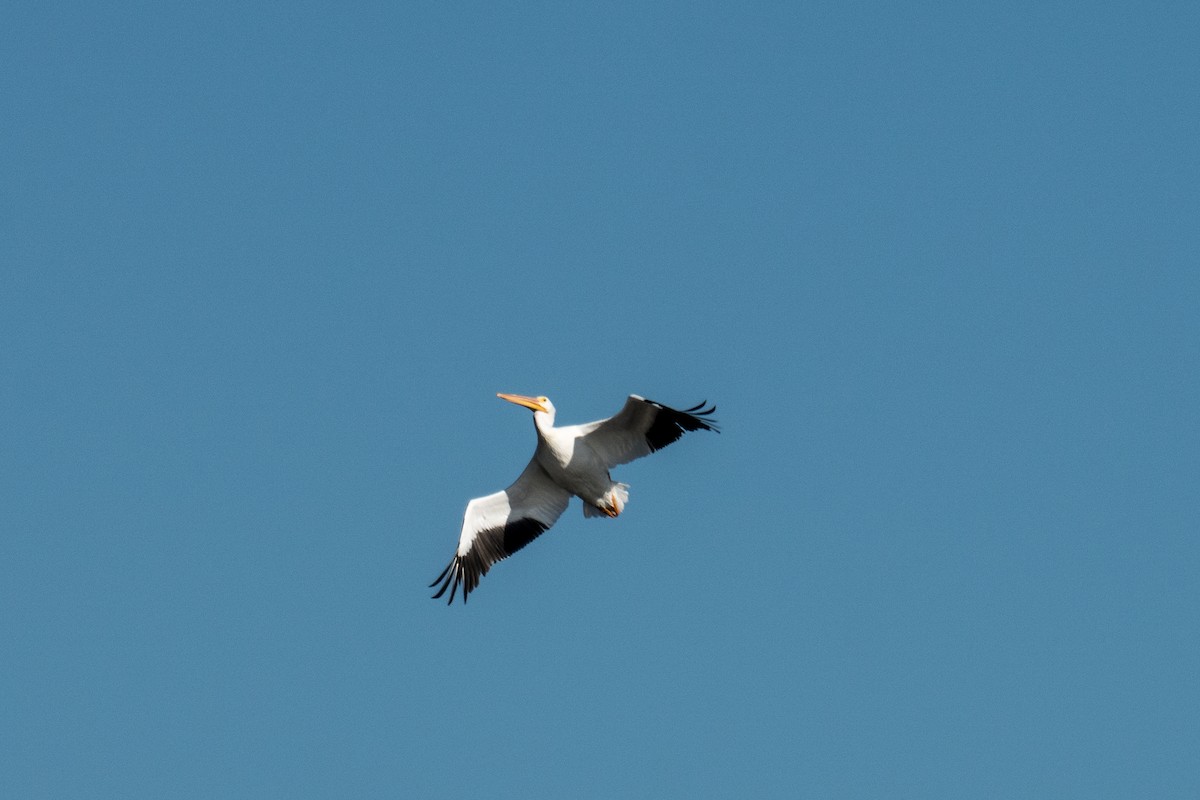 American White Pelican - ML645960932