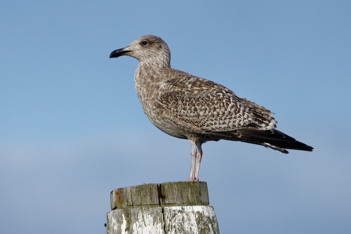 European Herring Gull - ML645960933