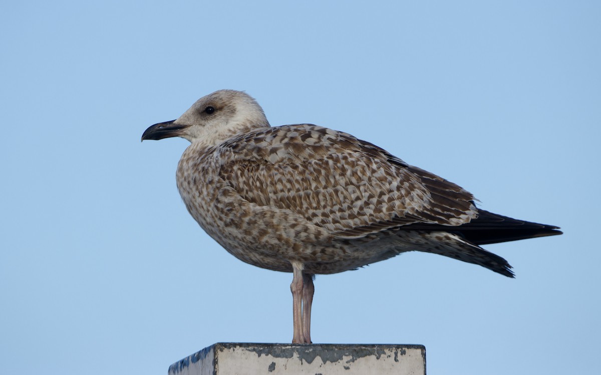 European Herring Gull - ML645960934
