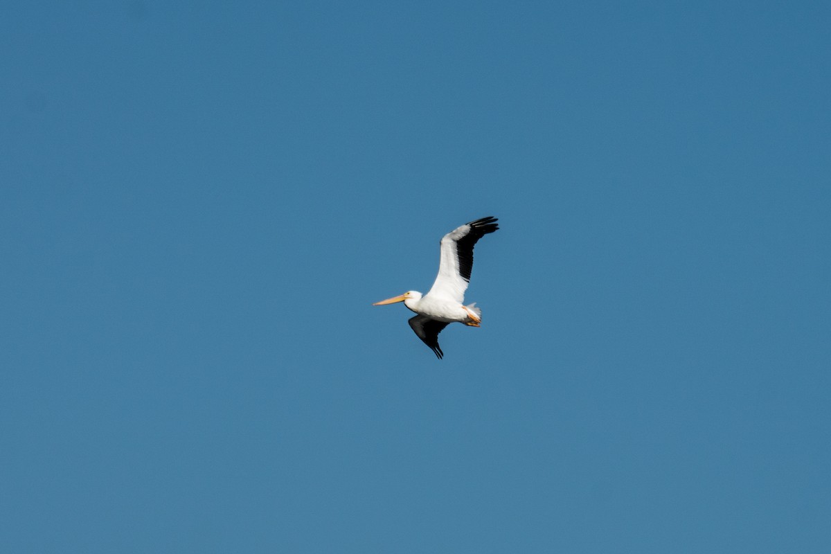 American White Pelican - ML645960935