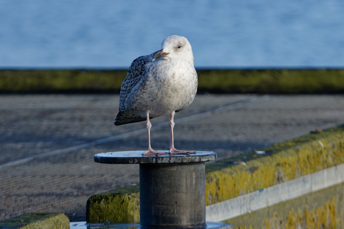 Great Black-backed Gull - ML645960938