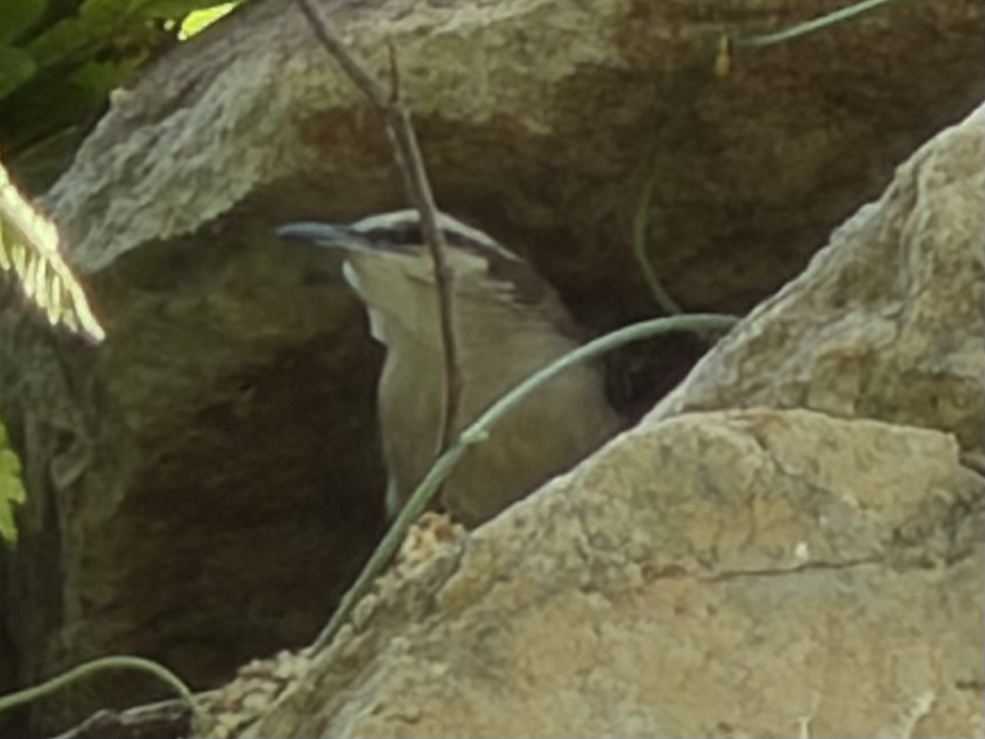 Russet-naped Wren - ML645960939