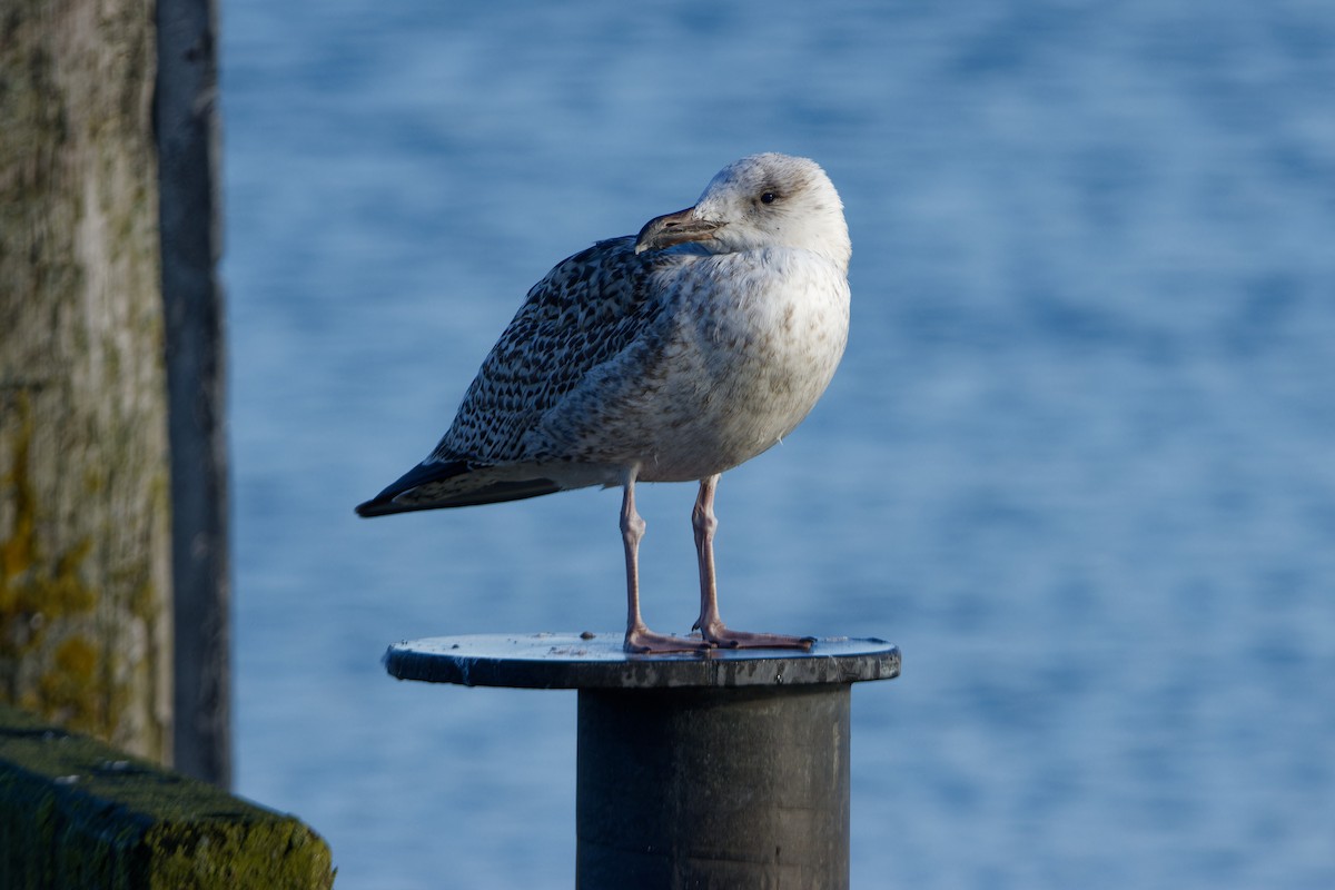 Great Black-backed Gull - ML645960940