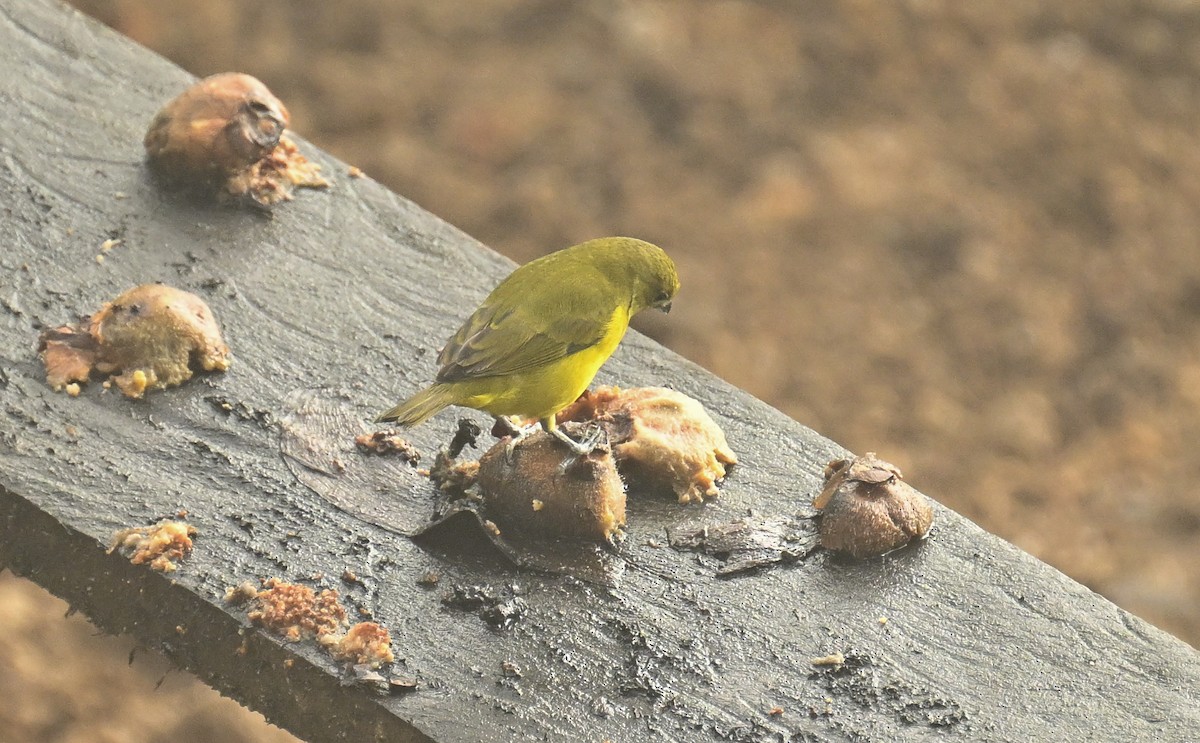 Thick-billed Euphonia - ML645960941