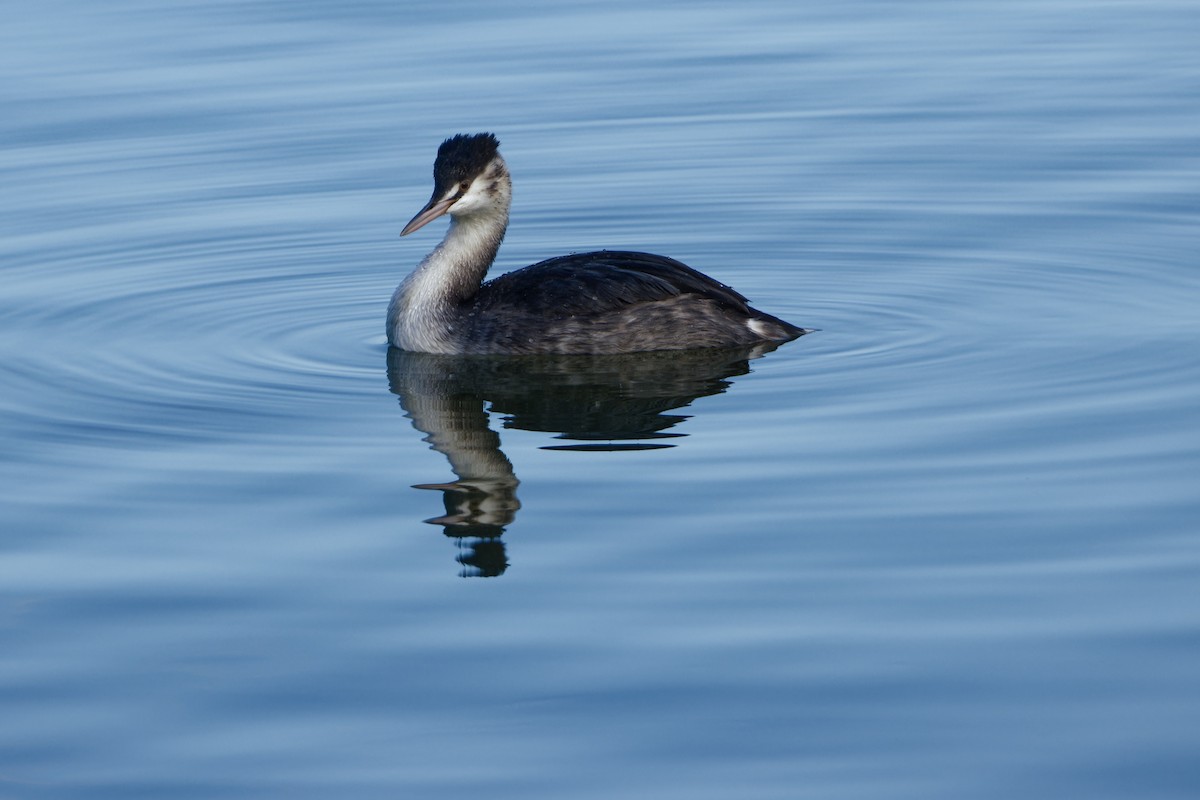 Great Crested Grebe - ML645960944