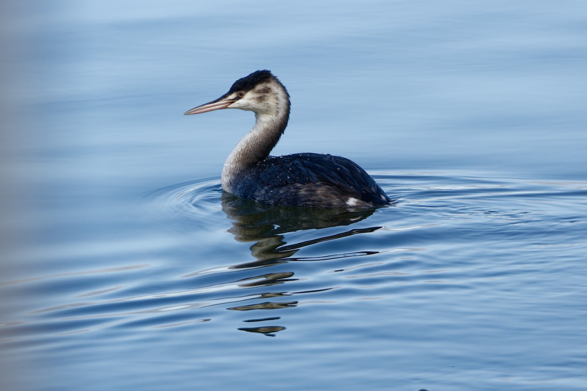 Great Crested Grebe - ML645960945