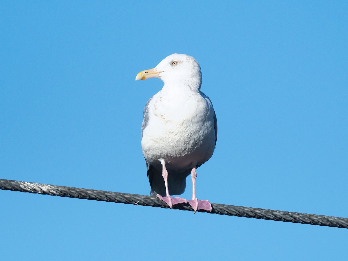 American Herring Gull - ML645960946