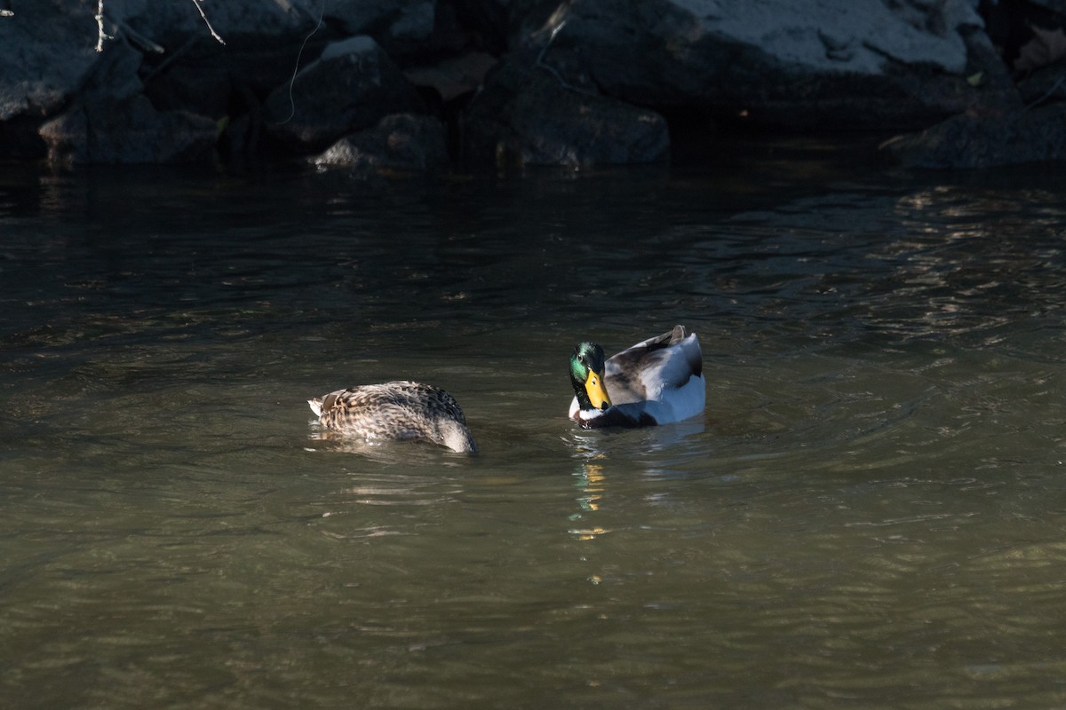 Mallard - ML645960947