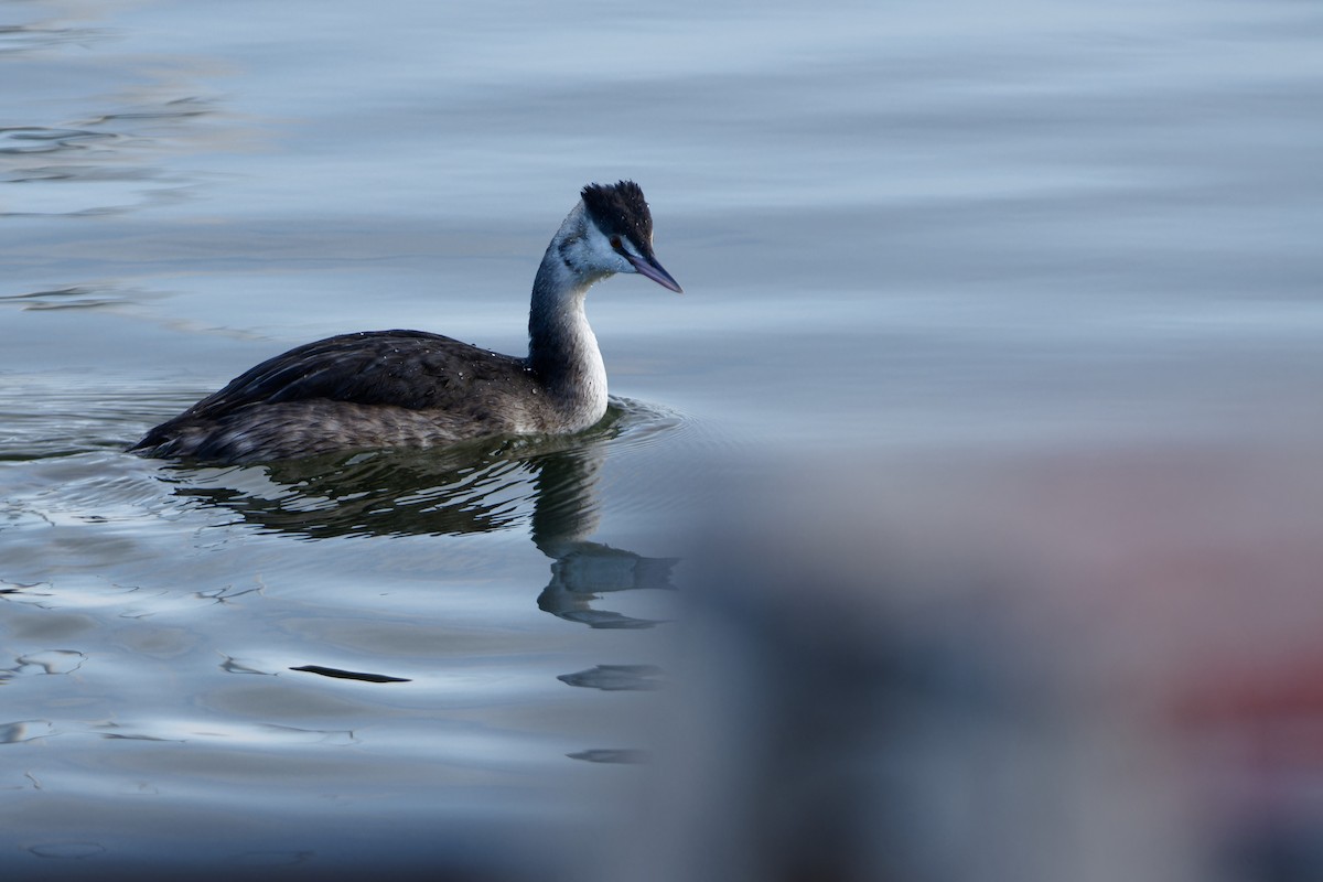 Great Crested Grebe - ML645960948