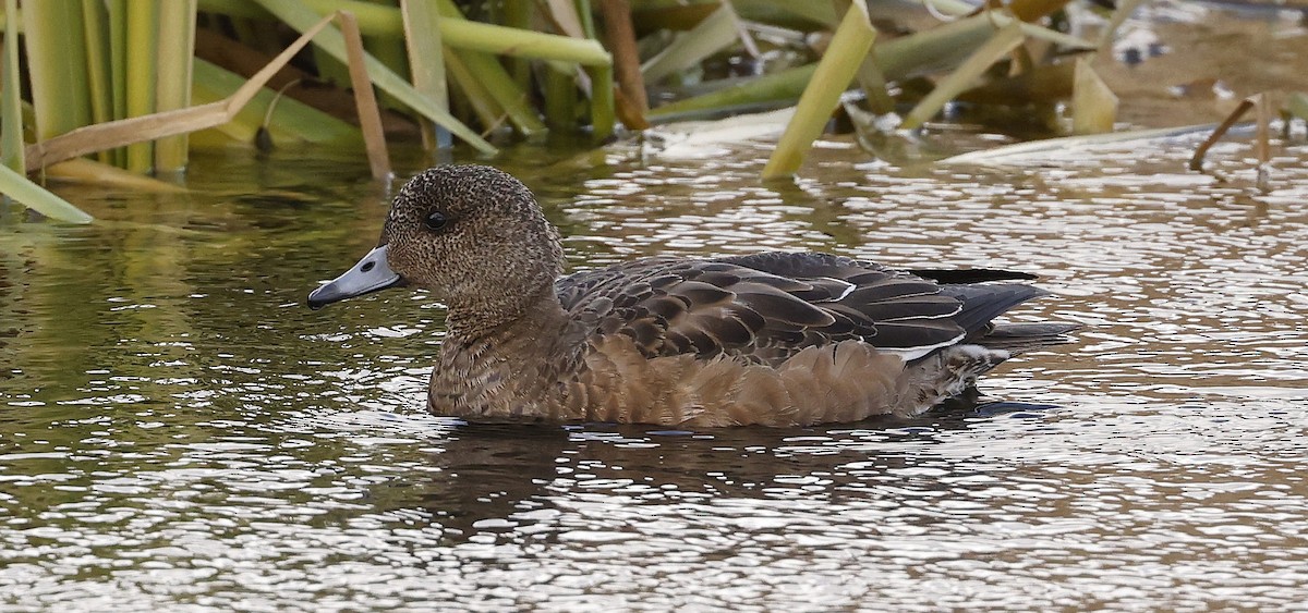Eurasian Wigeon - ML645960949