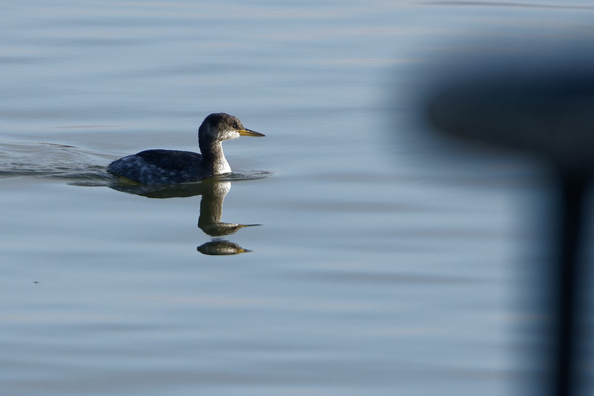 Red-necked Grebe - ML645960950