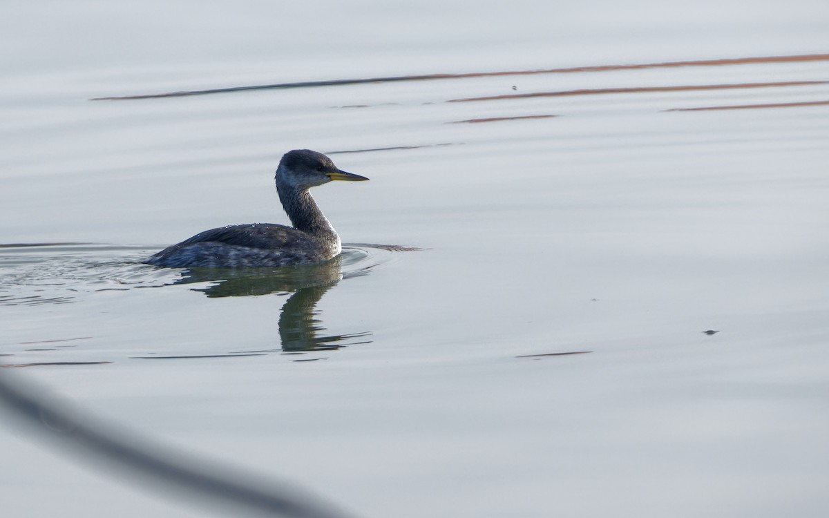 Red-necked Grebe - ML645960951
