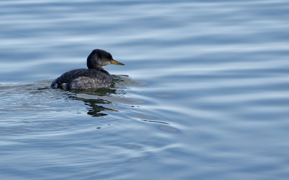 Red-necked Grebe - ML645960952