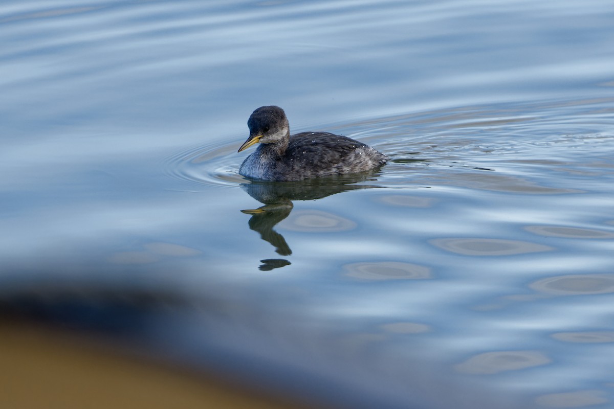 Red-necked Grebe - ML645960953