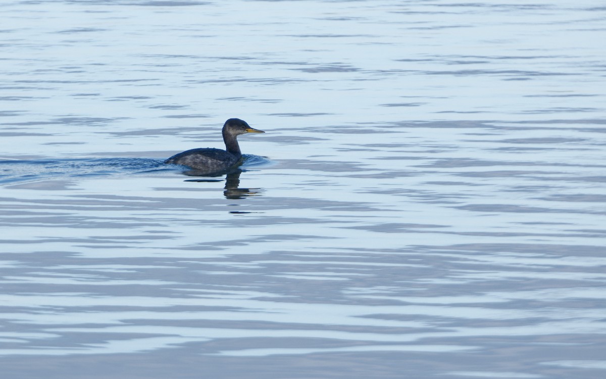 Red-necked Grebe - ML645960954