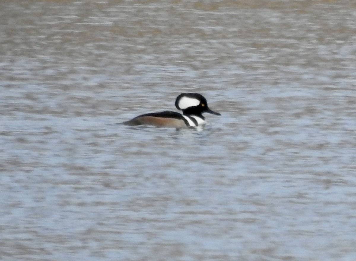 Bufflehead - ML645960955