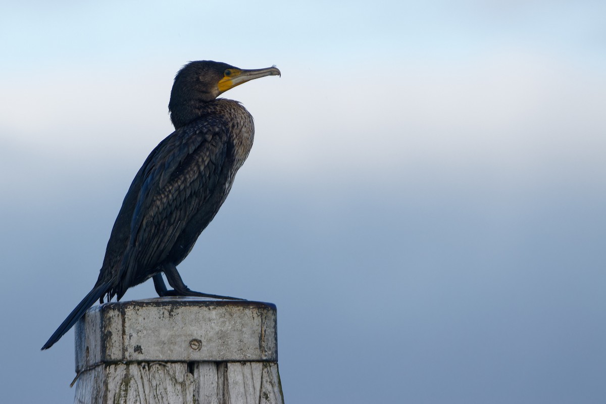 Great Cormorant - ML645960956